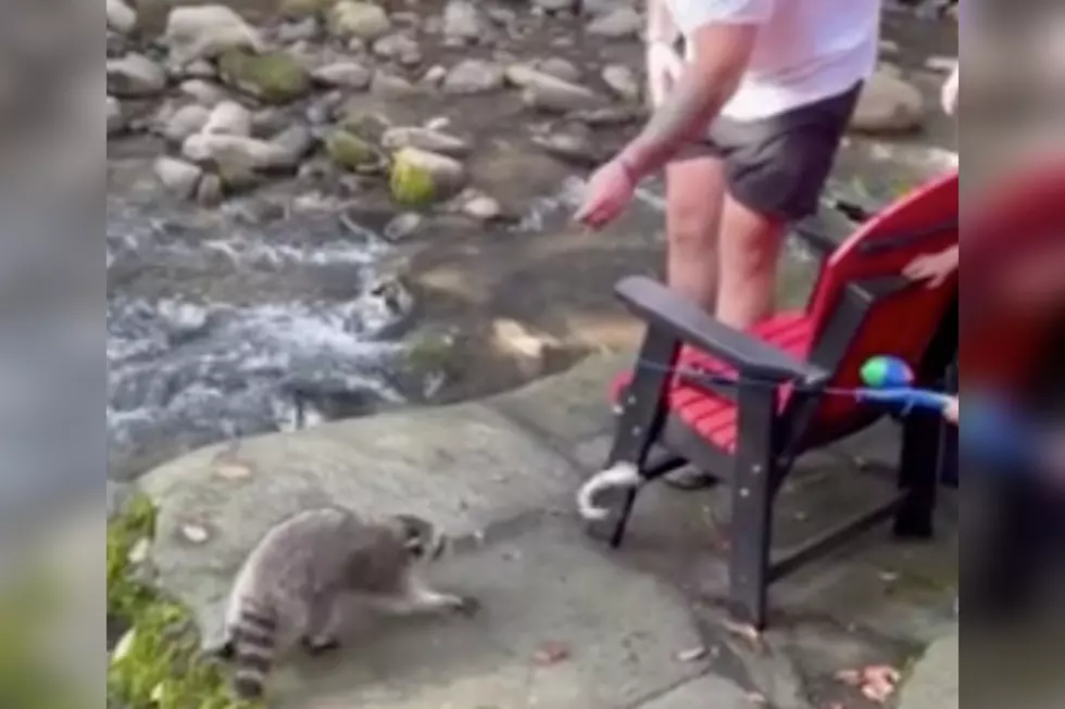 Watch Brave Tennessee Raccoon Steal Little Boy’s Fish Right Off Line