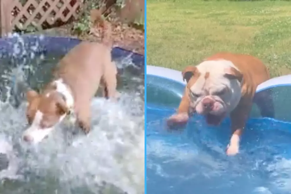 Watching Midwest Dogs Splashing Around in Kiddie Pools Will Help Cool You Off and Make You Smile