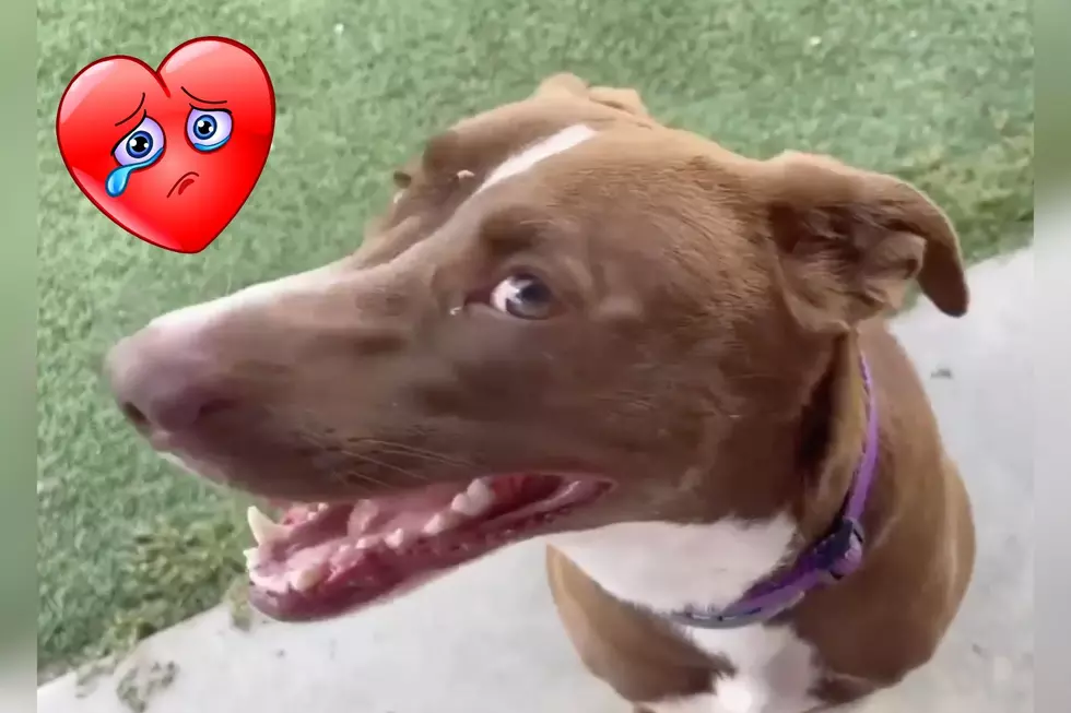Have Mercy! Sweet, Indiana Shelter Dog Sadly Looking Her Forever Family For Over 137 Days