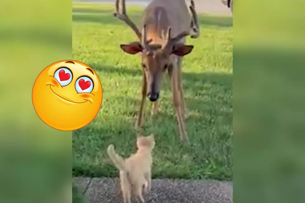 Kentucky Deer and Kitten Share a Tender Moment of Friendship [WATCH]