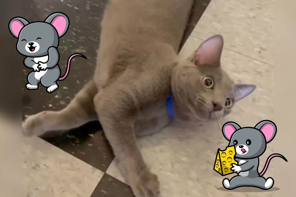 Unique Indiana Shelter Cat Looks Like a Cute Mouse [VIDEO]