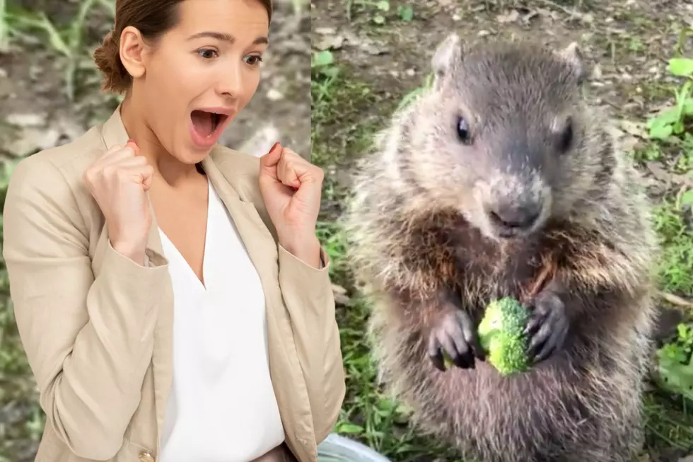 Baby Indiana Groundhog Nibbling on Broccoli is Too Adorable [VIDEO]