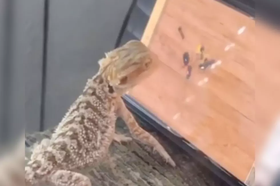 Watch Hungry Indiana Bearded Dragon Try To Catch Ants on Game App