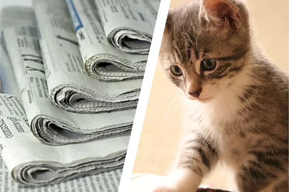 Evansville Animal Control in Need of Old Newspapers for Cat Cages