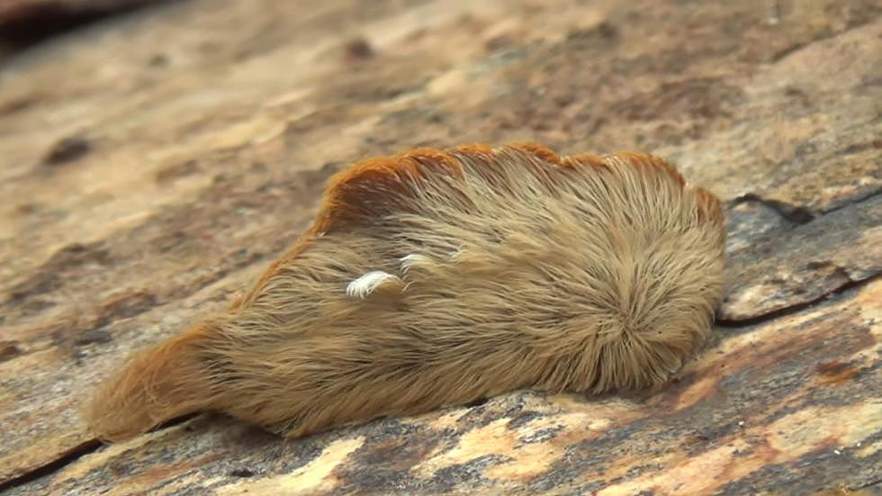 This Cute and Fuzzy Caterpillar Found in Indiana Has a Brutal Sting