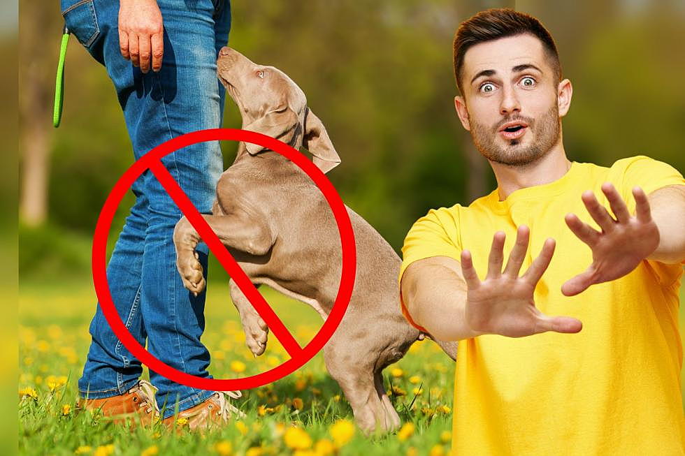 How To Get Your Dog To Stop Jumping on People