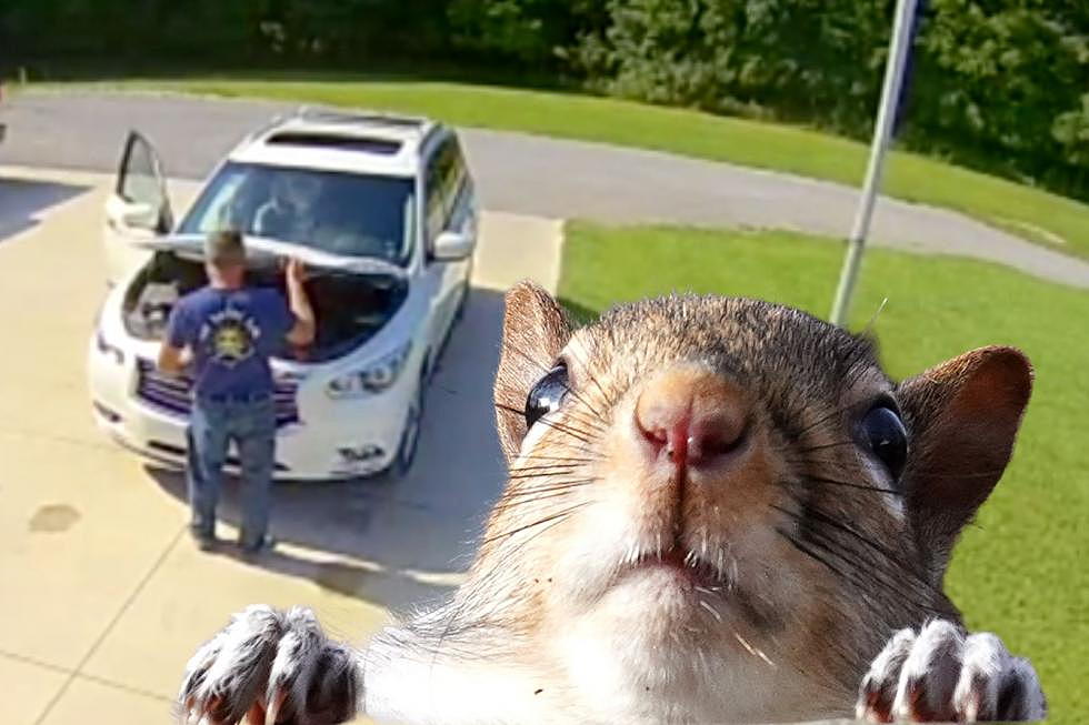 Indiana Security Camera Helps Prove It’s the Squirrel’s Fault [FUNNY VIDEO]