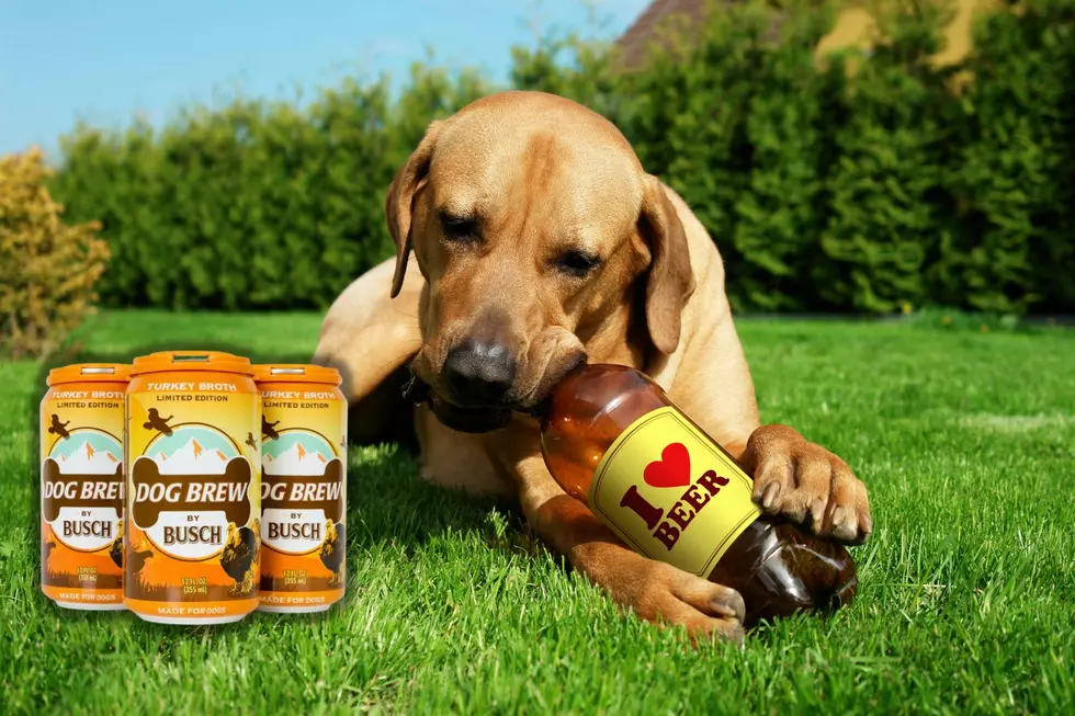 There’s a New Beer Made Just for Your Dog