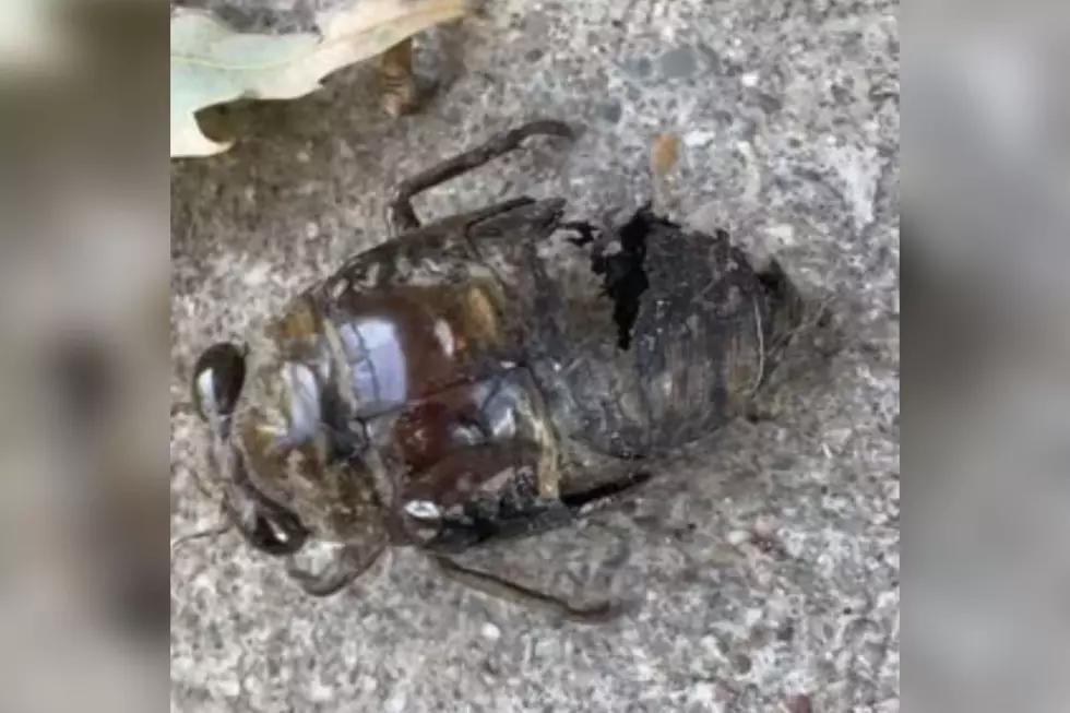 ‘Zombie’ Cicada Spotted Moving Across Southern Illinois Porch [VIDEO]