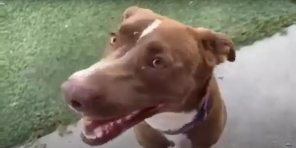 Long-Time VHS Shelter Dog Hoping to Find Her Forever Family