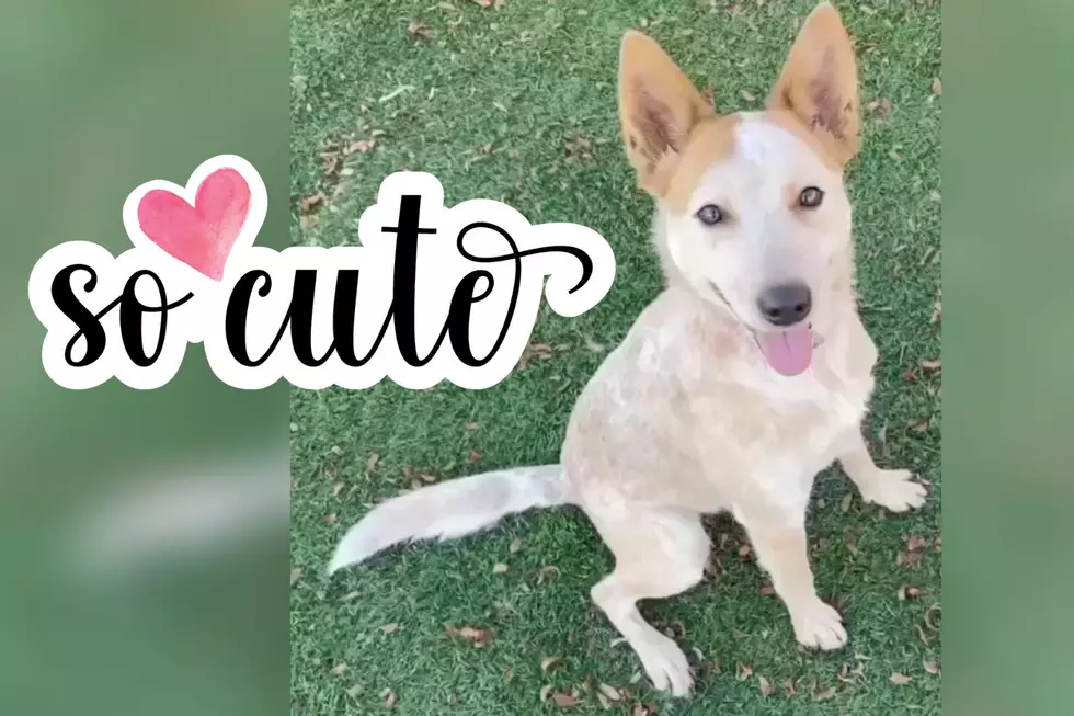 Indiana Cattle Dog Looking to Round-Up a Family [VIDEO]