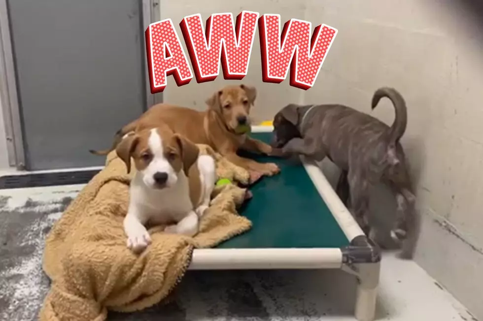 Adoptable Indiana Shelter Puppies are Looking for a Home to Grow Up In [WATCH]