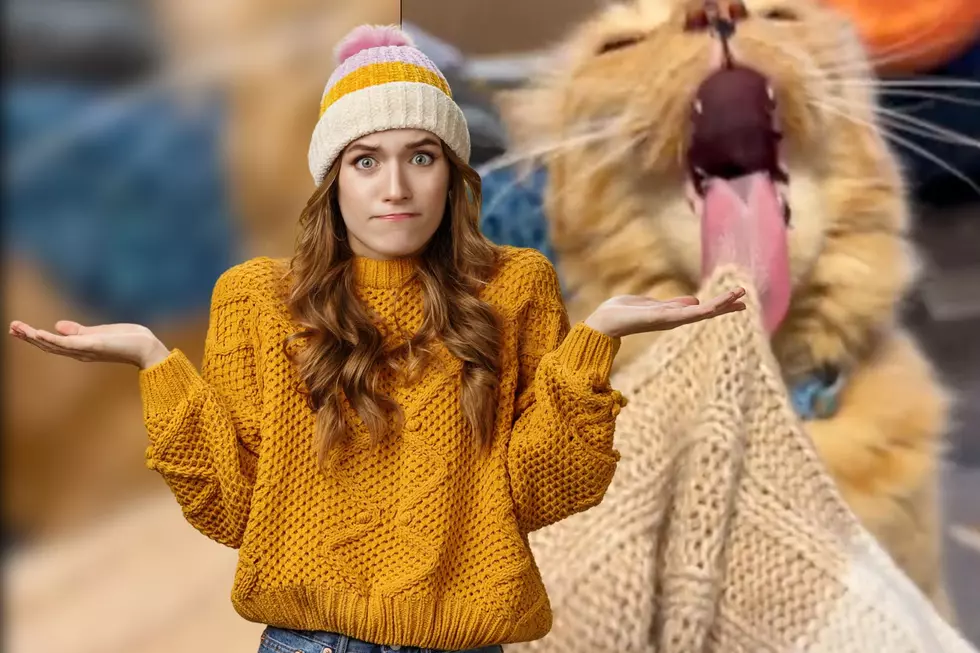 Kentucky Cat Licks Sweaters Even Though Her Tongue Gets Stuck [WATCH]
