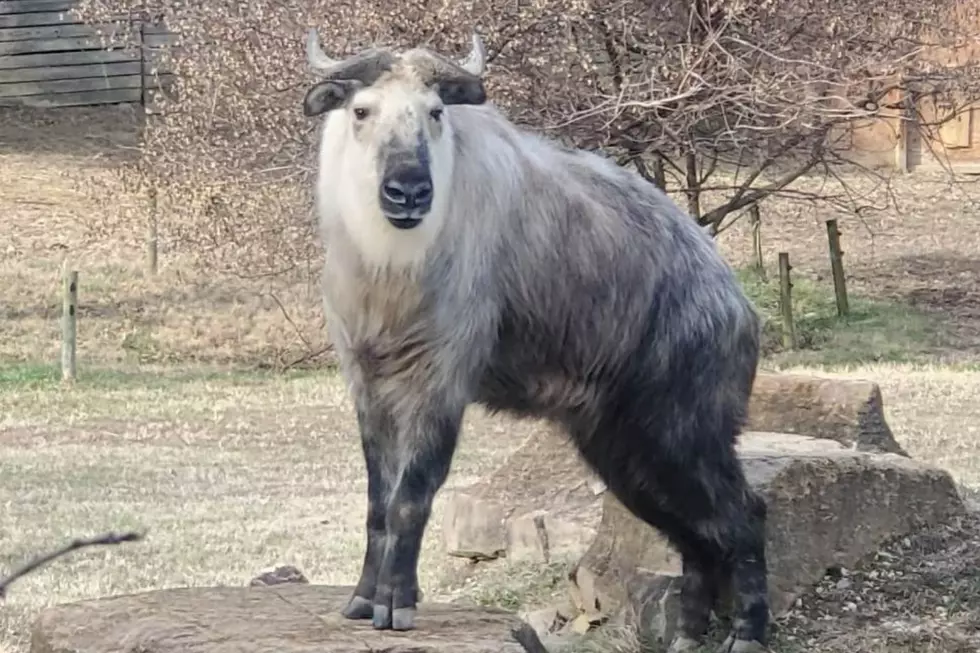 Meet Patty the Takin, the Newest Addition to the Mesker Park Zoo Family