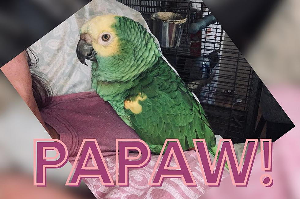 Listen to Southern Indiana Parrot Yell for ‘Papaw’ – Meet Leo [PHOTOS]