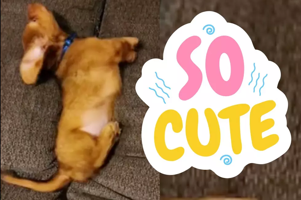 Watch Cute Illinois Puppy Sink Into the Couch Cushions and Disappear [VIDEO]