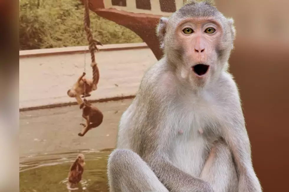 Woman Shares Throwback Photo of Monkeys Playing on the a Ship at Southern Indiana Zoo