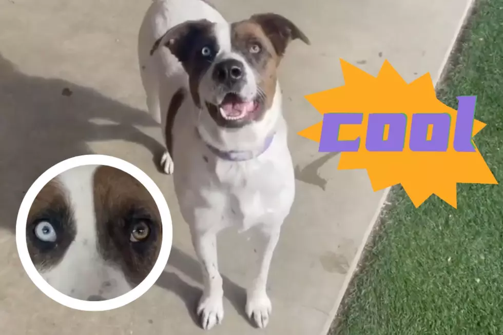 Indiana Shelter Dog with Two Different Color Eyes Is Looking for You [WATCH]