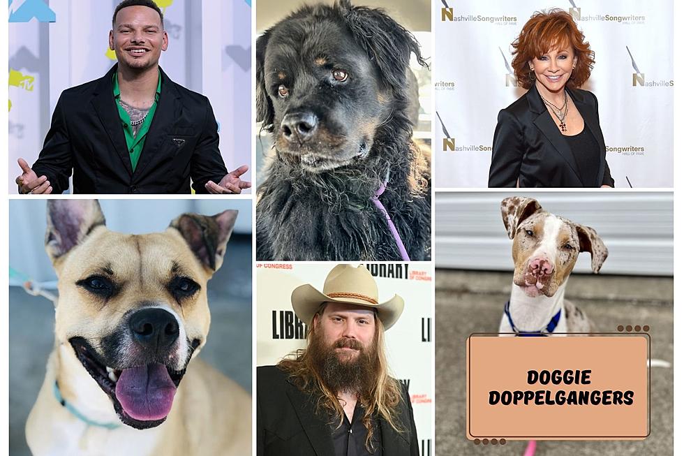 Country Stars’ Adoptable Doggie Doppelgängers in the Evansville – Owensboro Area