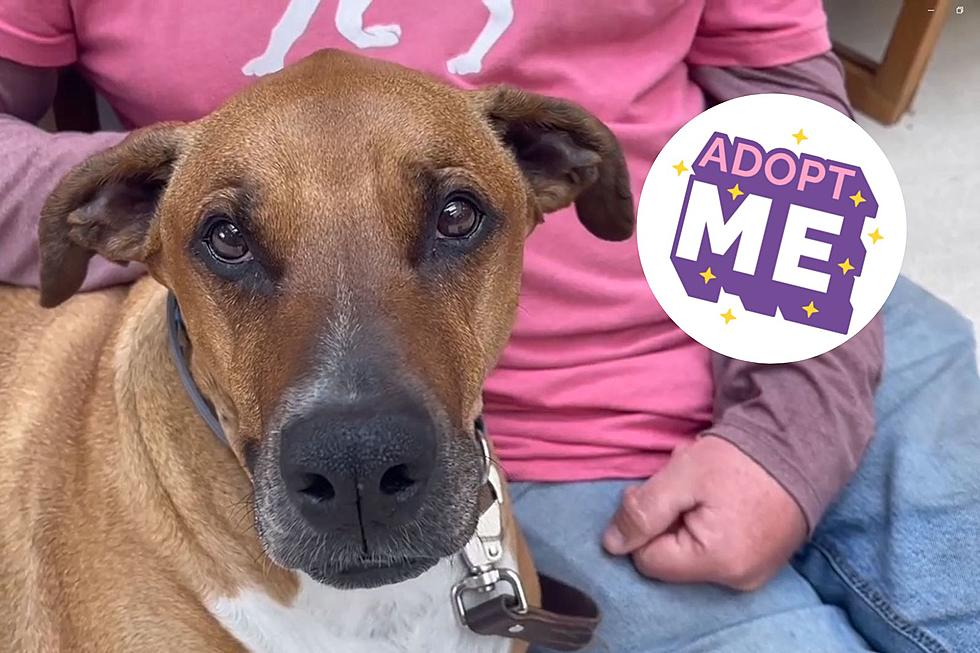 Adoptable Indiana Shelter Dog Looking for a Second Chance with a New Family