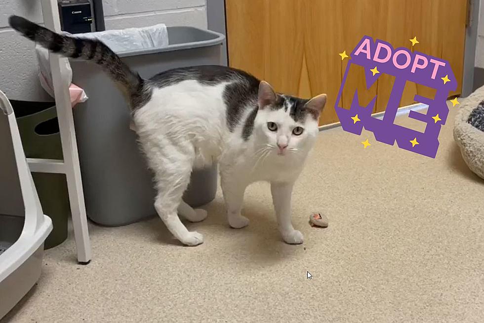 Evansville Shelter Cat Ready to Charm His Way Into Your Heart