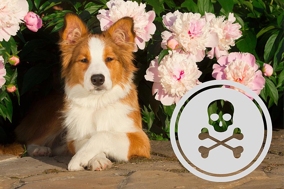 Indiana & Kentucky Pet Owners Beware These Popular Spring Plants are Poisonous to Pets