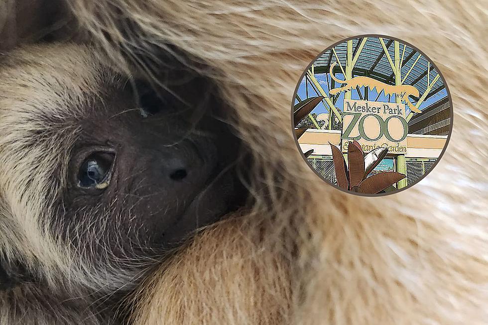 Indiana Zoo Announces First-Ever Howler Monkey Birth