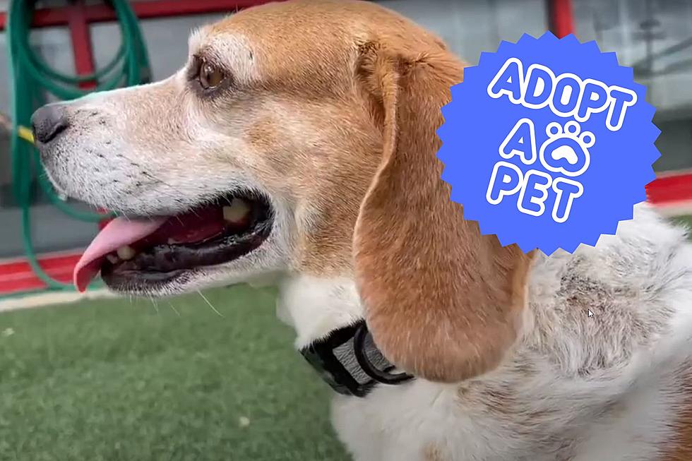 Snuggle-Loving, Adoptable Indiana Shelter Dog is Ready to Snuggle Up with You