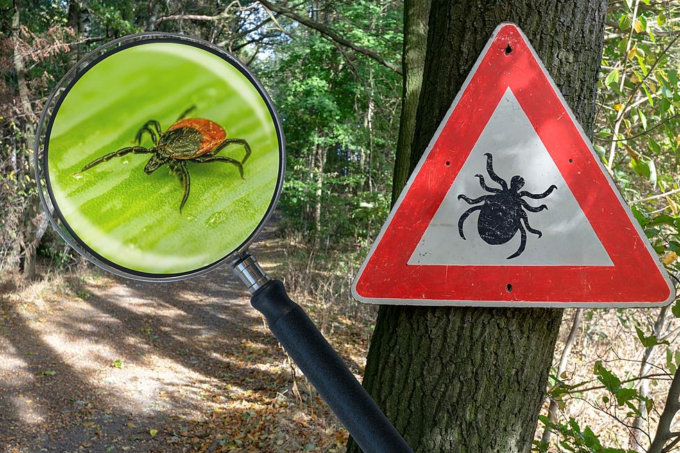 Lyme Disease on the Rise in Indiana &#8211; Department of Health Warns to Check for Ticks