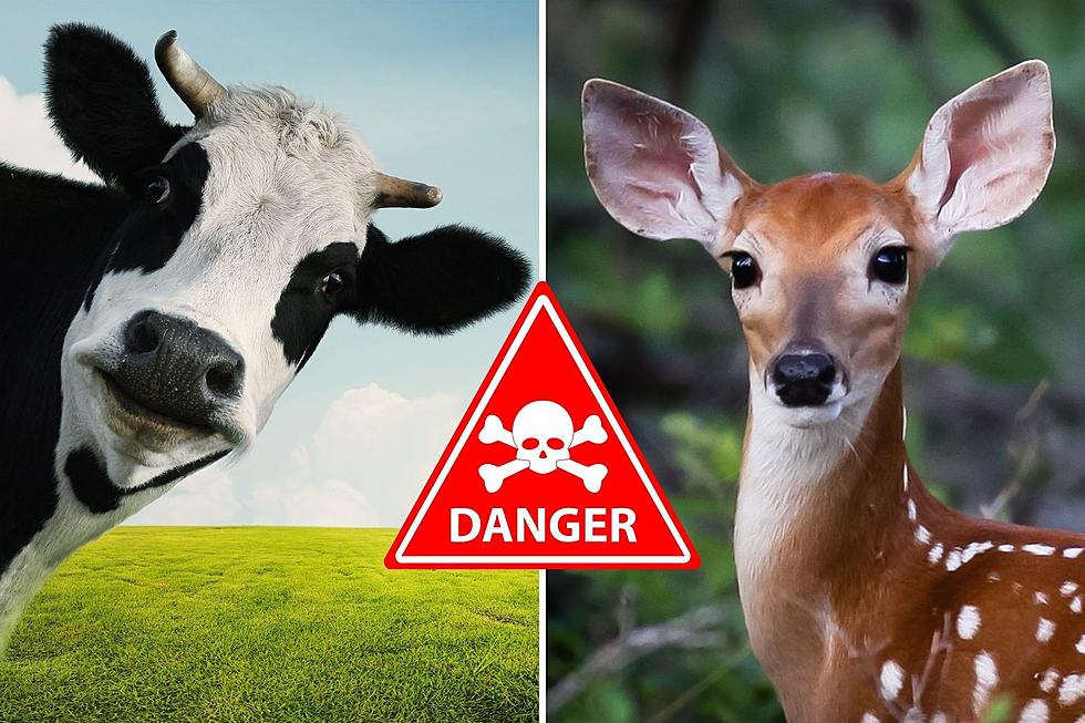 Wait&#8230;These are the Most Dangerous Animals in Kentucky and Indiana?