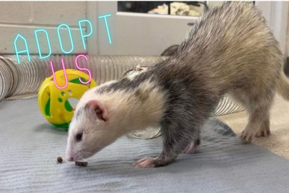 VHS Pets of the Week - 3 Bonded Ferrets Looking for a New Home