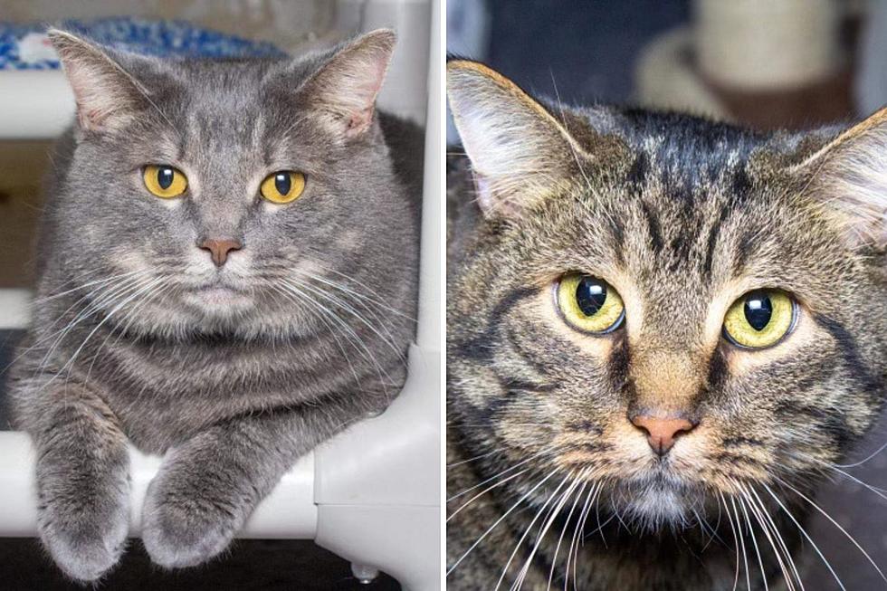 Bonded Indiana Shelter Cats Ready to Spread Holiday Cheer Year &#8216;Round at Your House