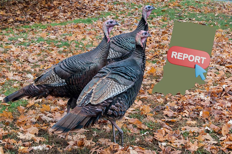 Indiana DNR is Asking for the Public to Report Turkey Brood Sightings