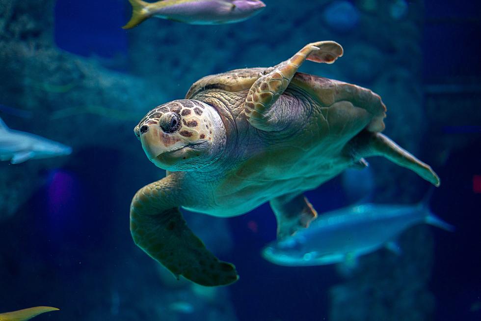 Tennessee Aquarium Let's You Get Up Close with a Real Sea Turtle