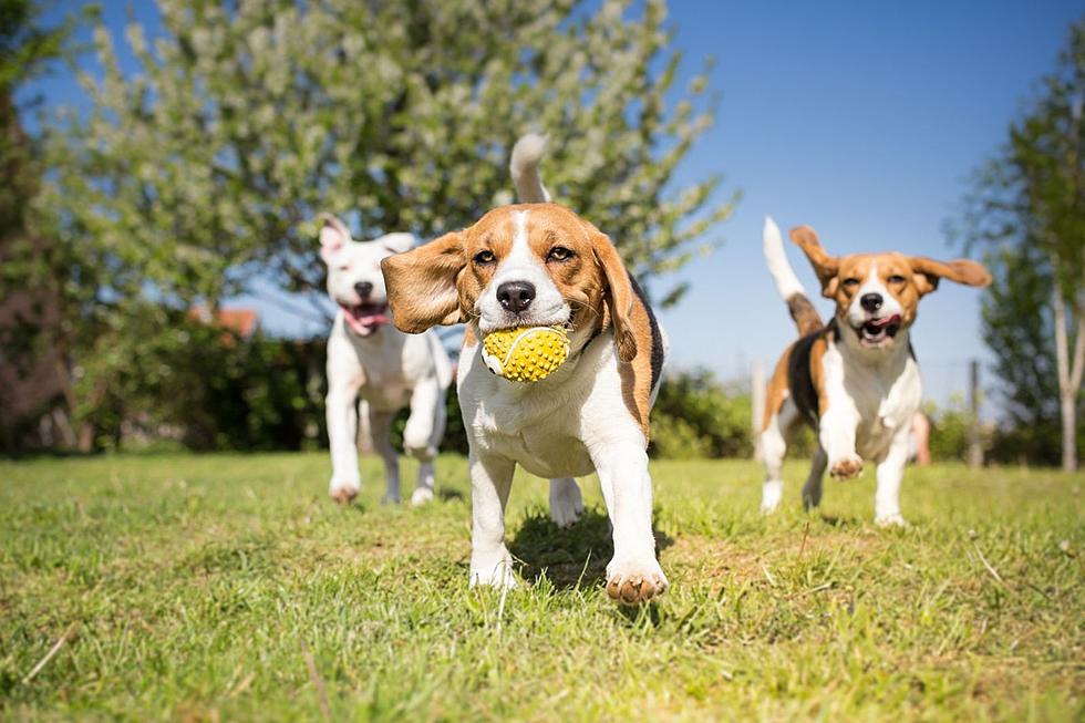 New Dog Park Coming to Henderson