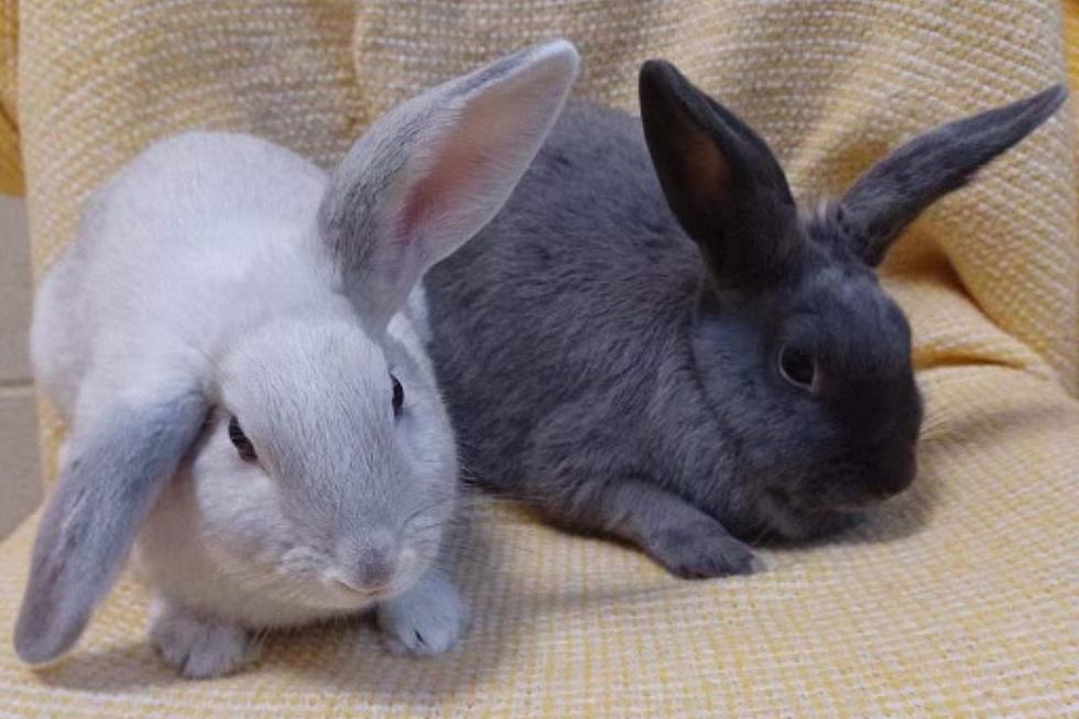 Rare Bonded Mother-Daughter Bunnies Ready for Adoption at Indiana Shelter