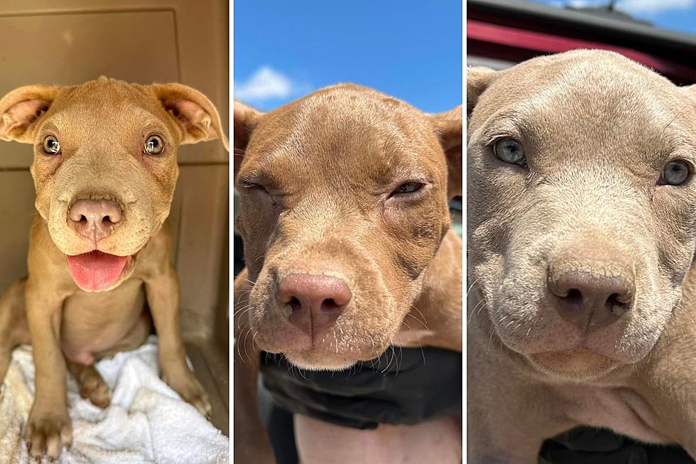 Evansville Rescue Names Puppies After Iconic Love Triangle