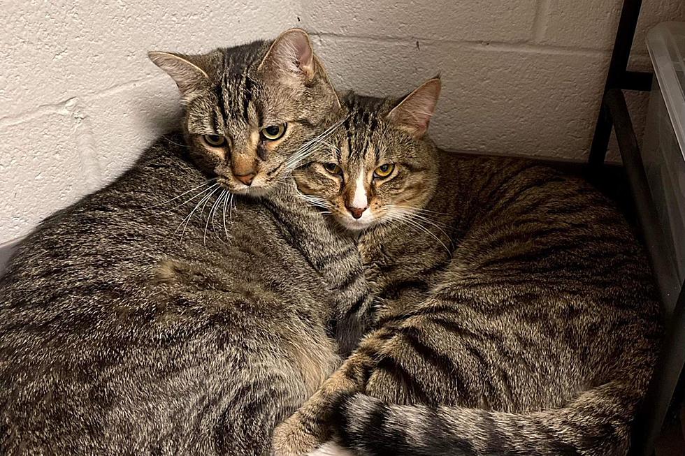 Bonded Cat Bros Ready for Their Forever Family at Indiana Shelter