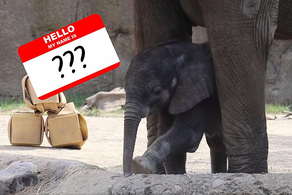Indiana Zoo Allowing Public to Name New Baby Elephant