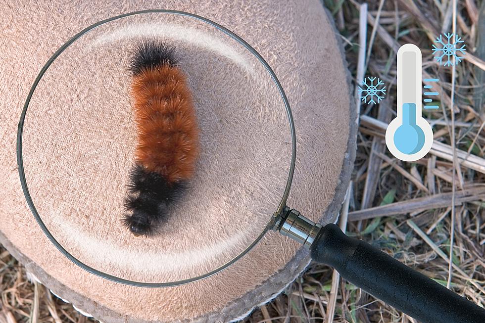 Have You Seen a Woolly Worm in Indiana or Kentucky?