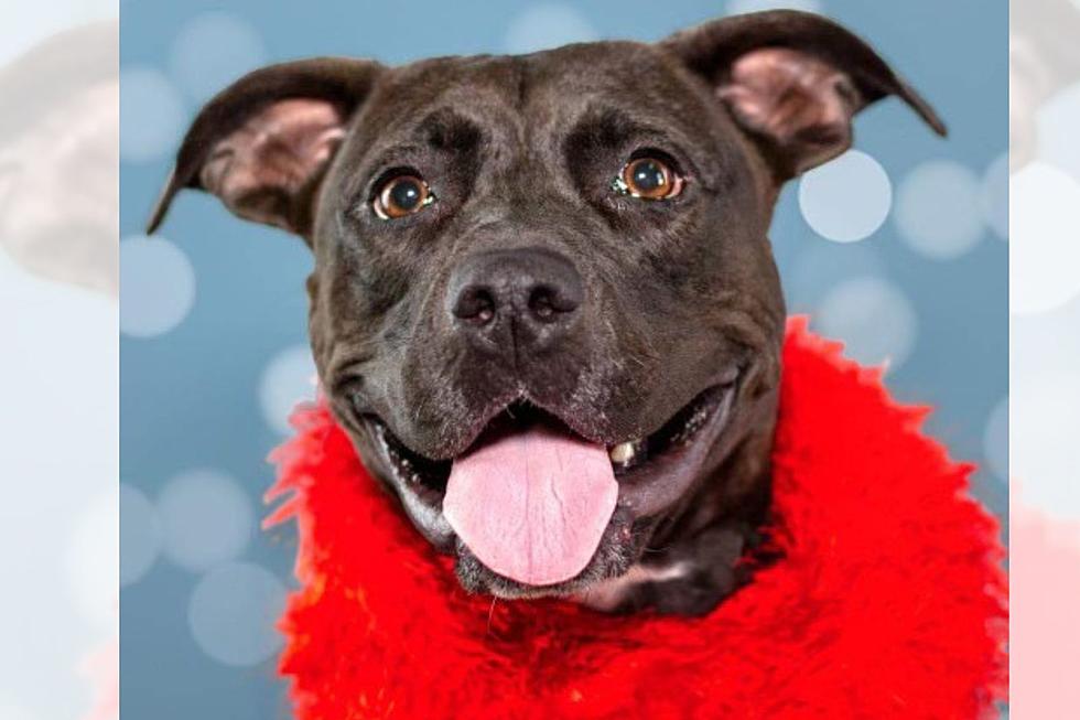 This Sweet ‘Goofball’ is Looking For Her Forever Home at Evansville Shelter