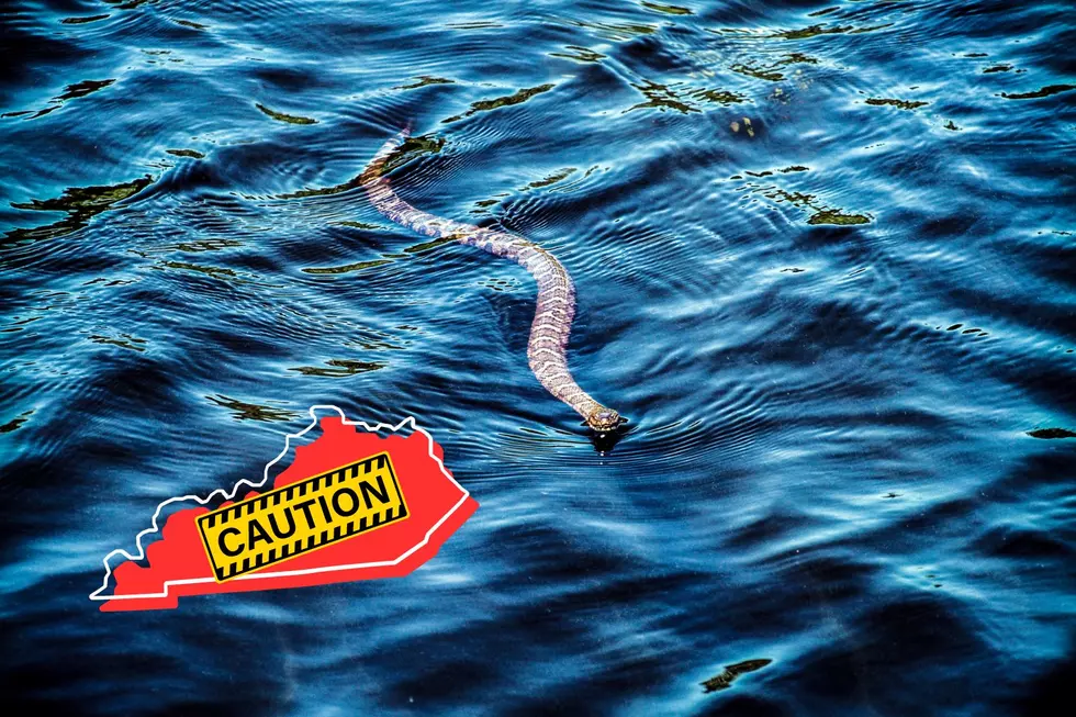 The Most Snake-Infested Lakes in Kentucky