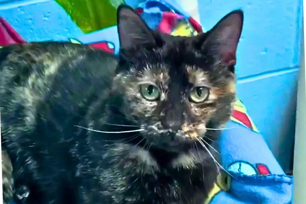 Evansville Shelter Seeking Home for Adorable Cat with 'Tortitude'