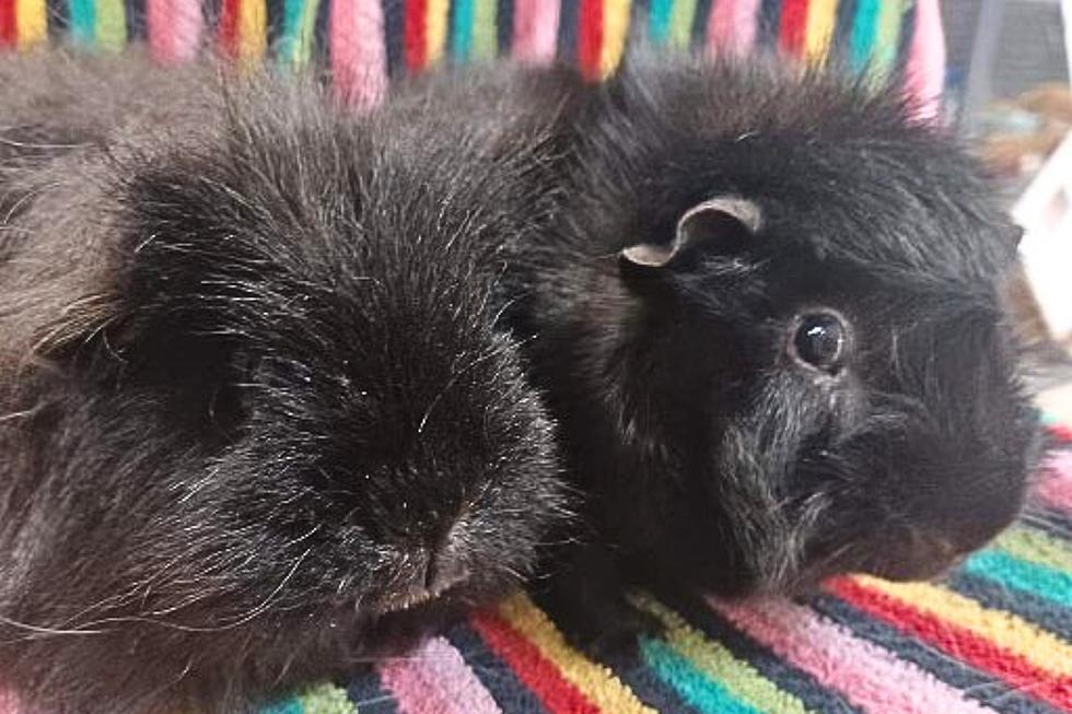 Lunch Box And Bacon Bit Are Two Little Pigs up for Adoption