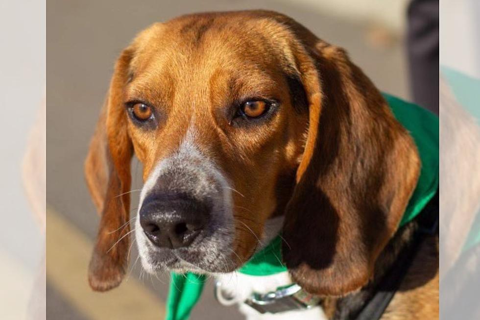 Meet Hammer, the Sweet Beagle Looking for His Forever Home  