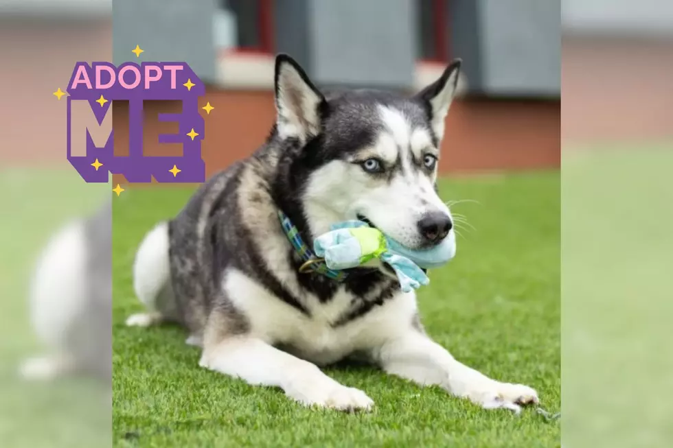 Evansville Shelter Looking for a Home for Beautiful Husky, Skye