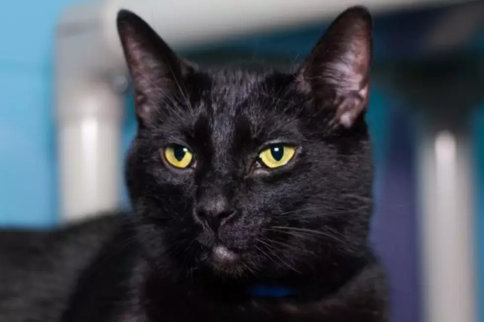 Evansville Shelter Cat Shows That Black Cats aren't Bad Luck!  