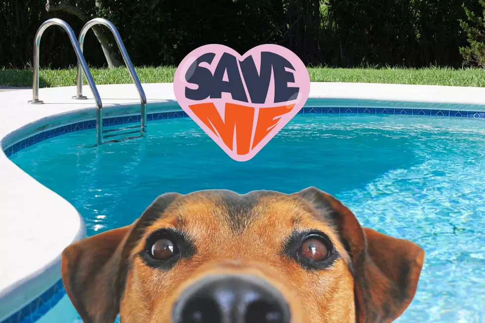 Save a Life: Do This to Protect Animals Near Your Indiana Pool