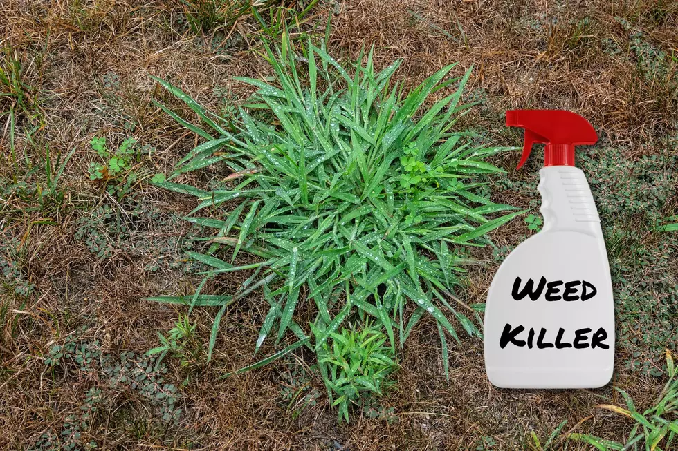 Got Weeds? Try This DIY Weed Killer for Your Indiana Yard