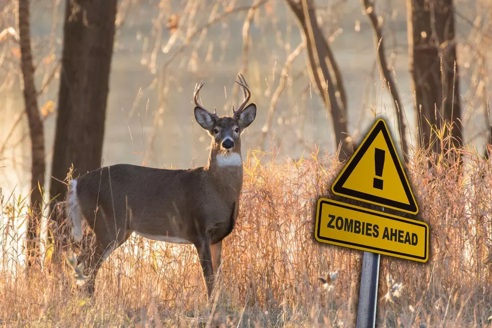 First Case of &#8216;Zombie Deer&#8217; Reported in Indiana